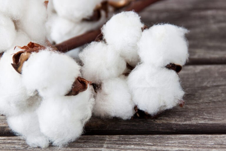 Prietenul pielii noastre, bumbacul organic