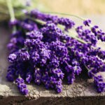Lavanda, ingredient pretios pentru ingrijirea ta