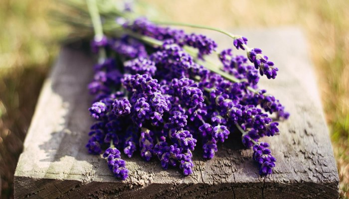 Lavanda, ingredient pretios pentru ingrijirea ta